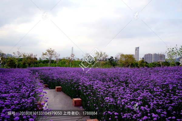 马鞭草花海