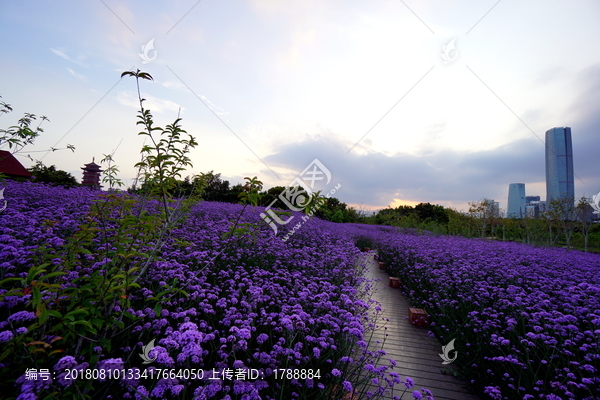 花海