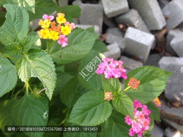 野花