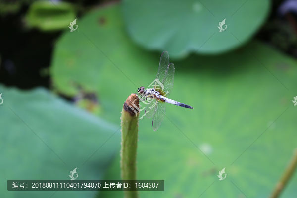 唯美白色蜻蜓特写jpg高清图片