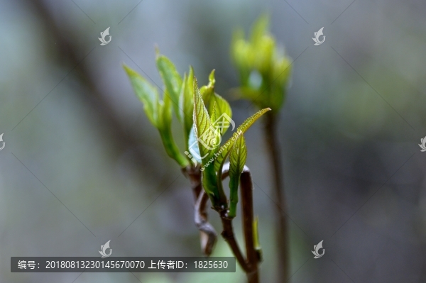 发芽了