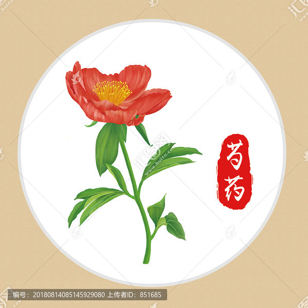 芍药草本植物花奔
