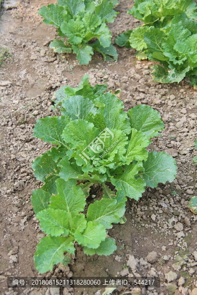 大白菜在地里