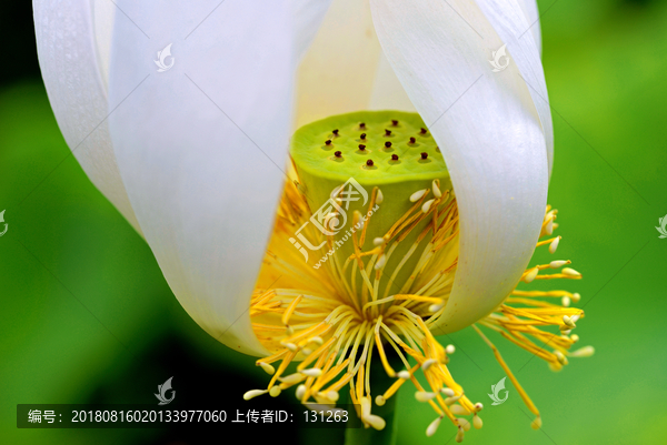 白色荷花花蕊莲蓬特写