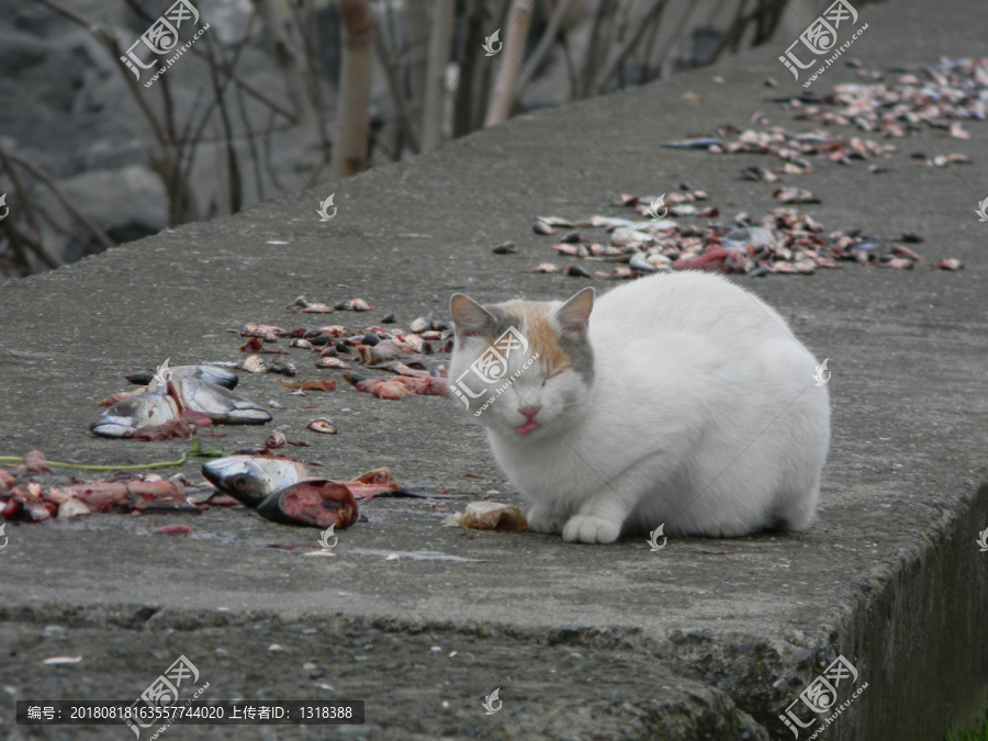 吃鱼的流浪猫