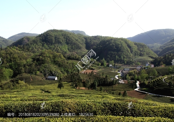 四季茶园