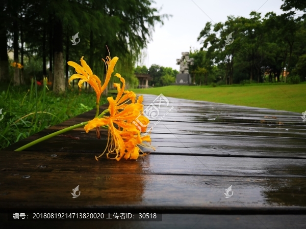 暴雨过后