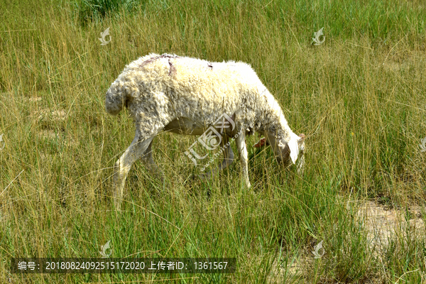吃草的绵羊