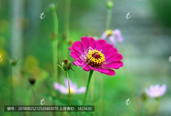 小红花