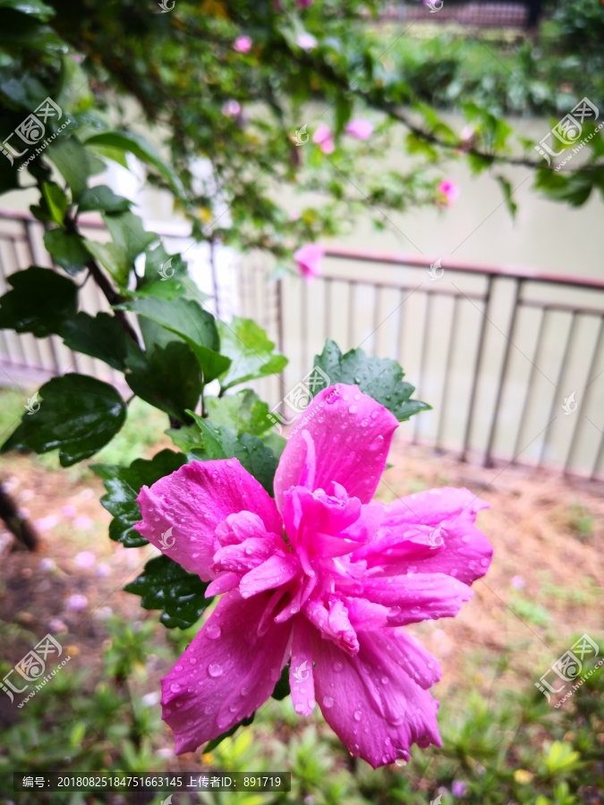 木槿花