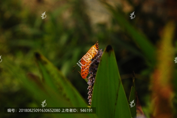 蝴蝶花飞