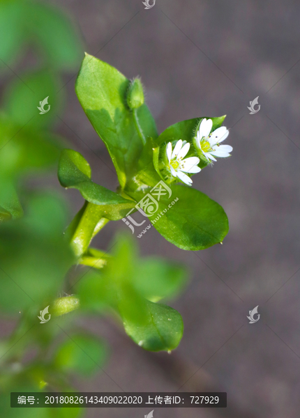 鹅肠草