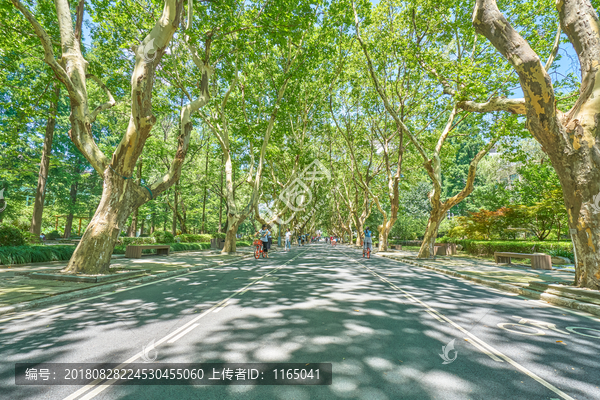 大学林荫路
