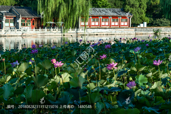 北京北海公园荷塘