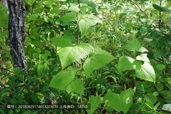 野生药用植物山尖子