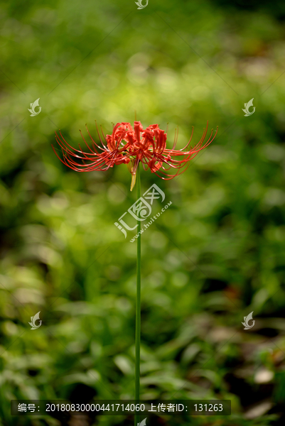 红色彼岸花