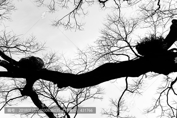 黑白树木树枝背景