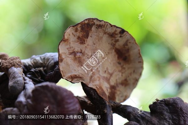 灵芝