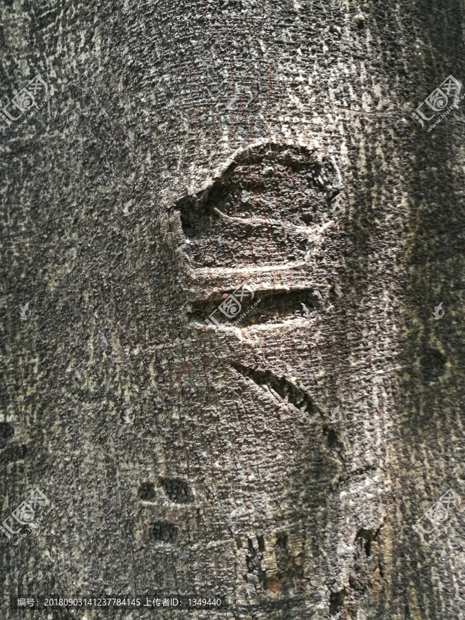 树皮纹路