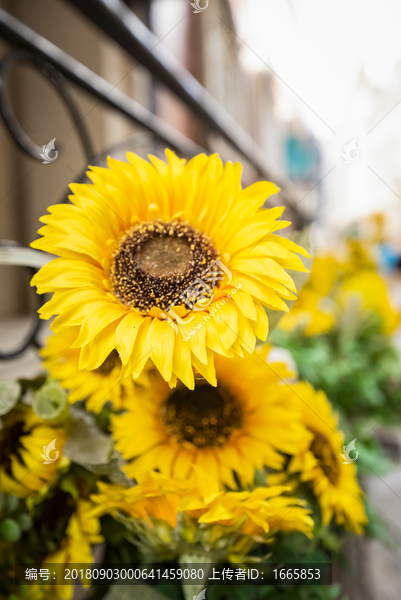 太阳花