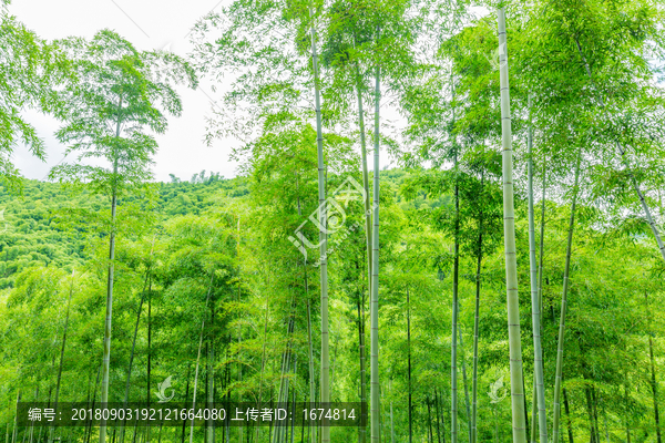 竹林