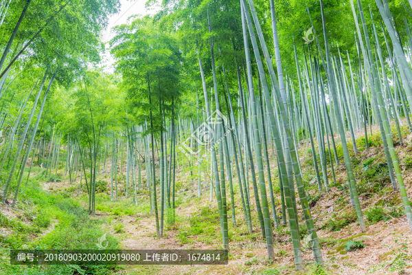 竹林