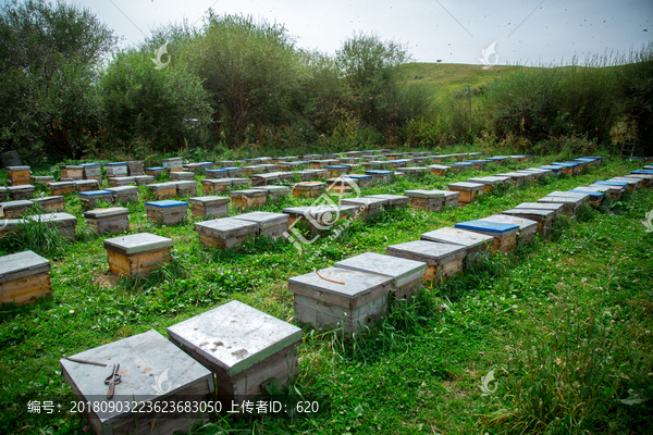 蜂场