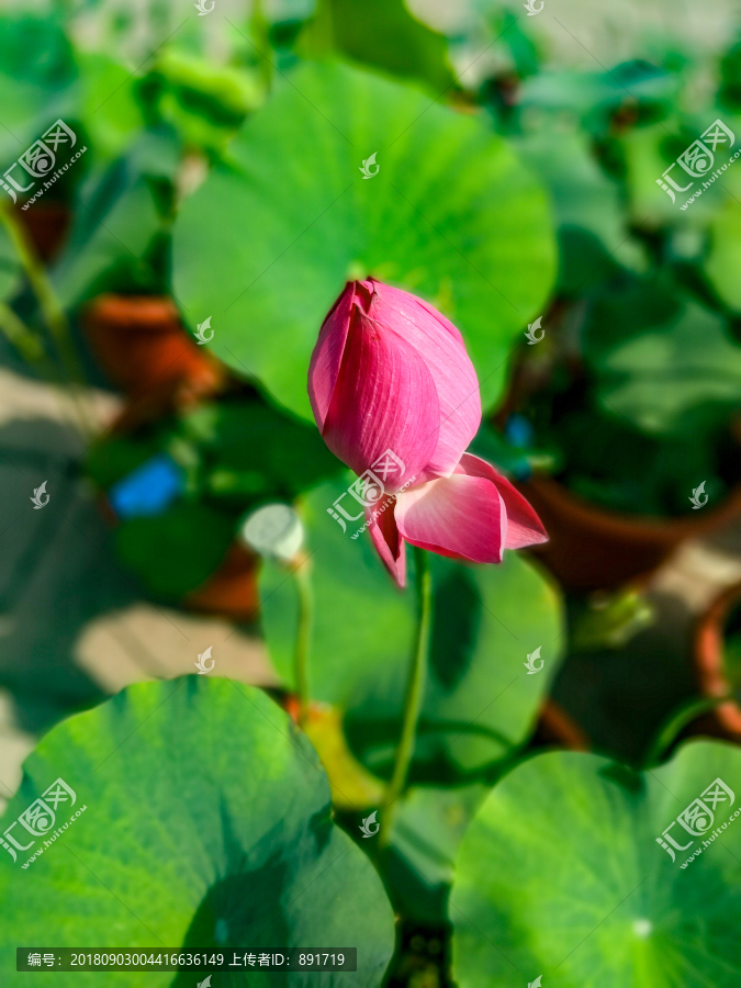 荷花素材
