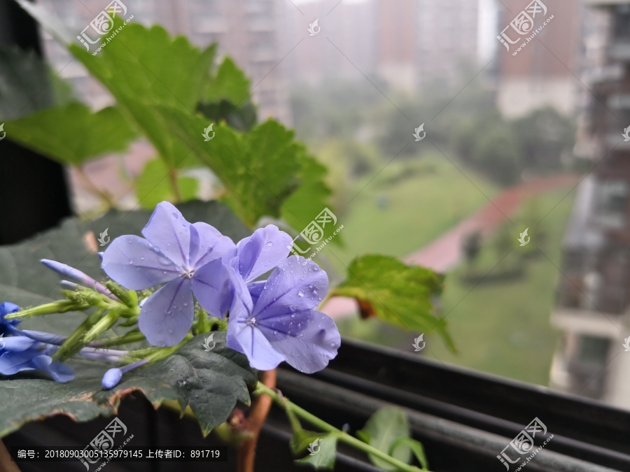 鲜花背景
