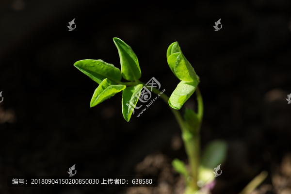 花生发芽