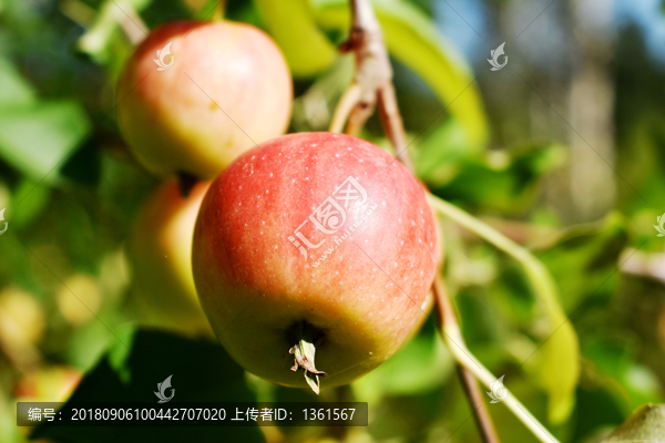 果园苹果装饰画
