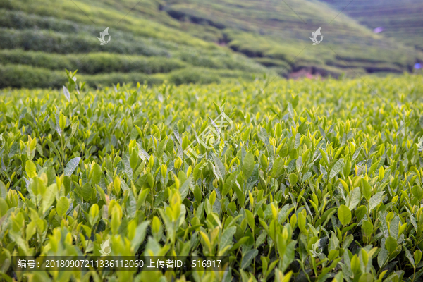 茶山