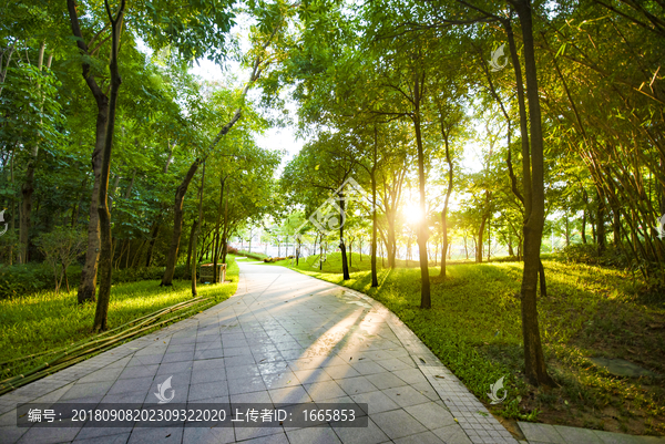 夕阳小树林