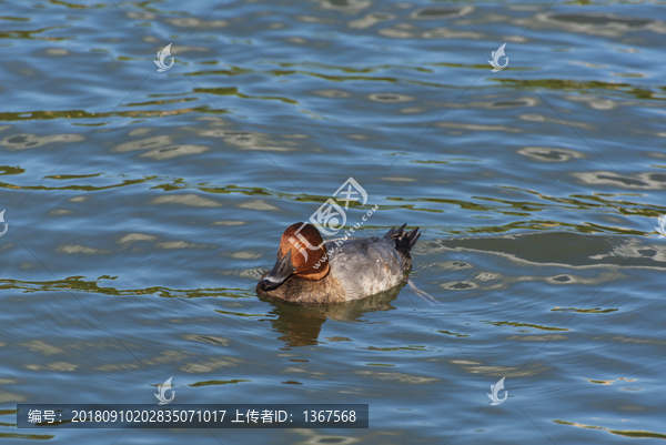 红头潜鸭