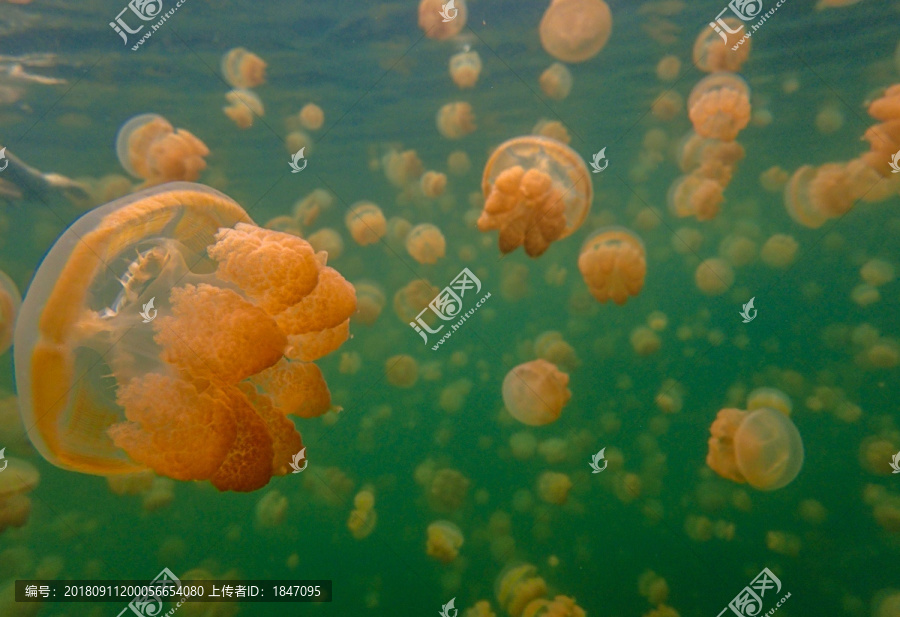 高清水母特写图片