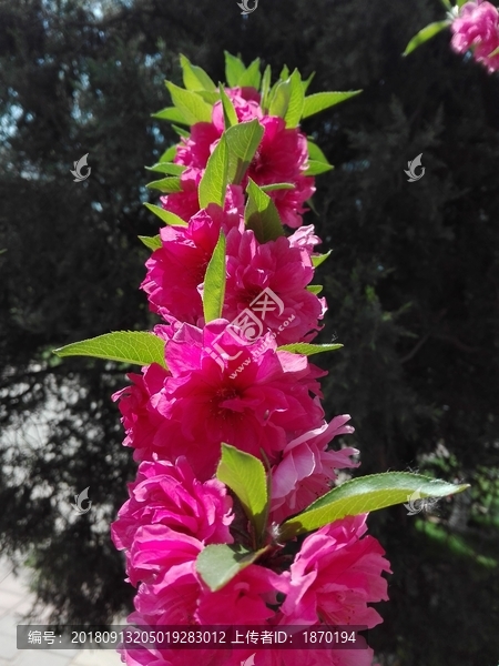 碧桃花
