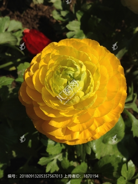 山茶花