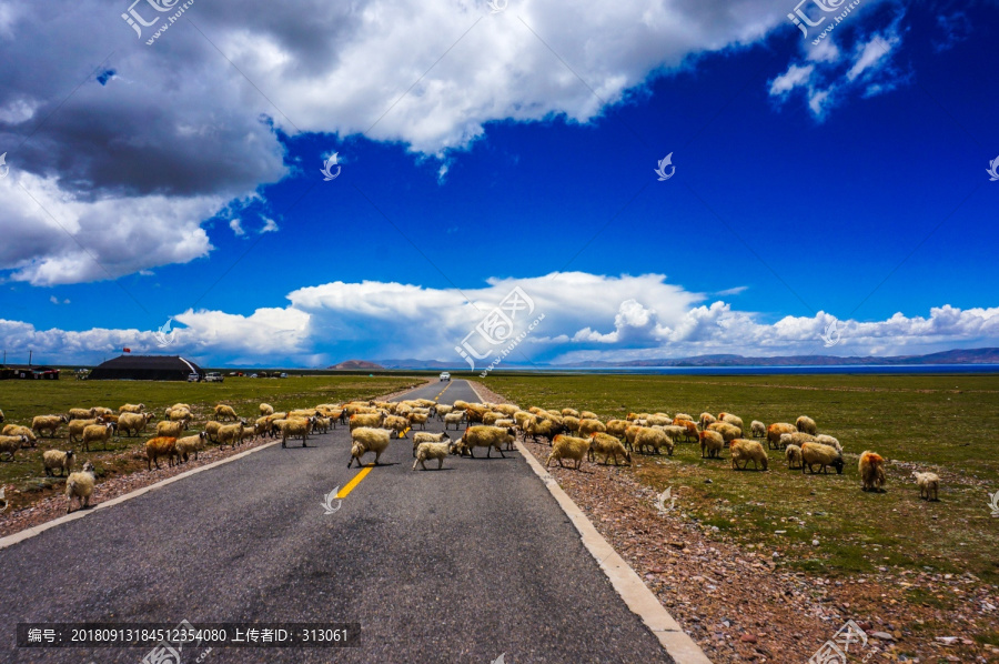 挡路的羊群