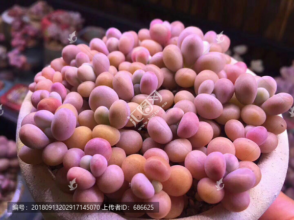 多肉植物