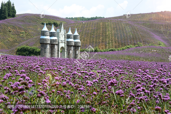 田园风景紫色花田背景