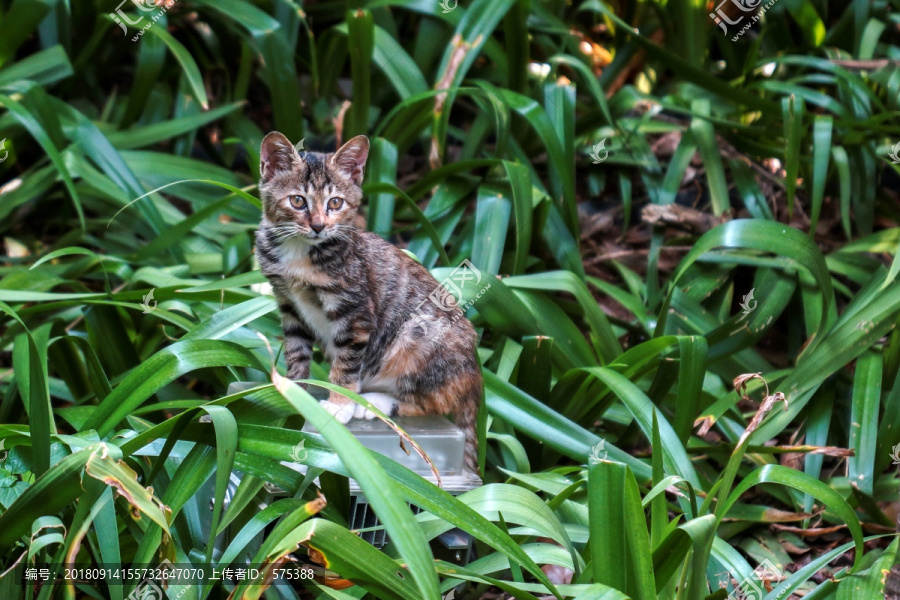 小花猫