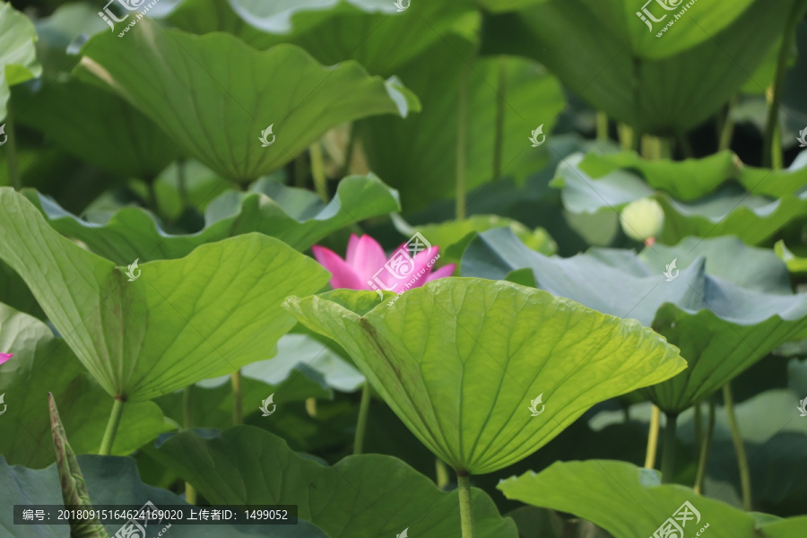 夏日荷花