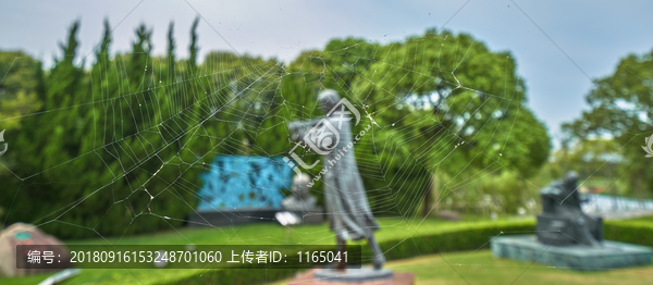 蜘蛛网