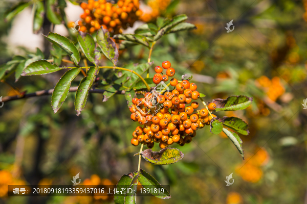 花楸树