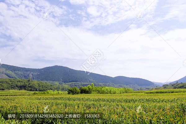 山村田园庄稼地