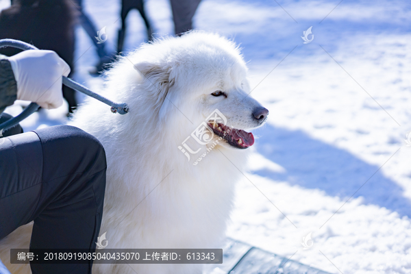 阳光雪景中的萨摩耶