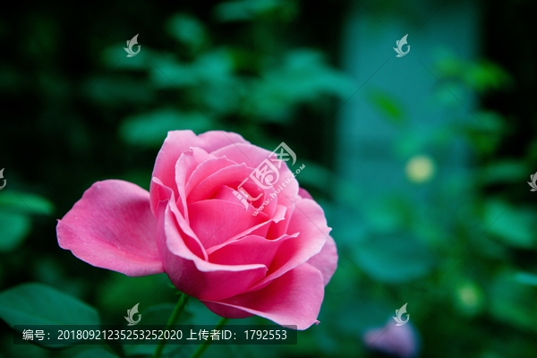 月季
