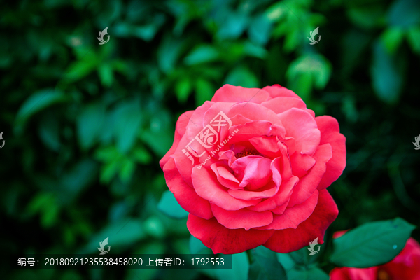 月季玫瑰鲜花