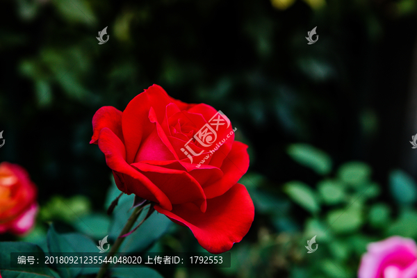 月季玫瑰鲜花