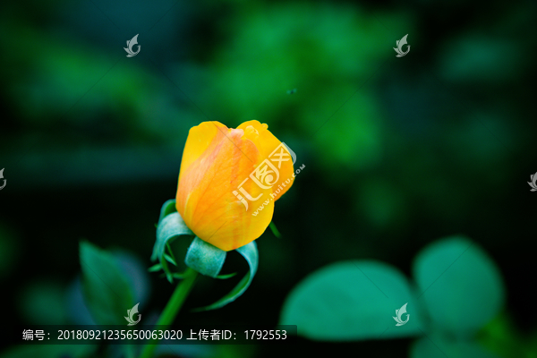 月季玫瑰鲜花